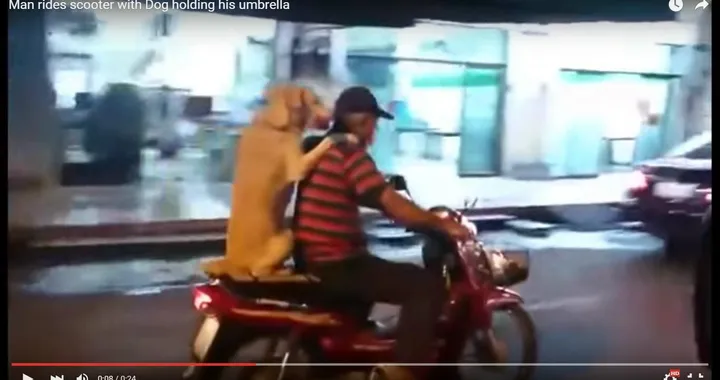 Cane in sella ad uno scooter [Video]