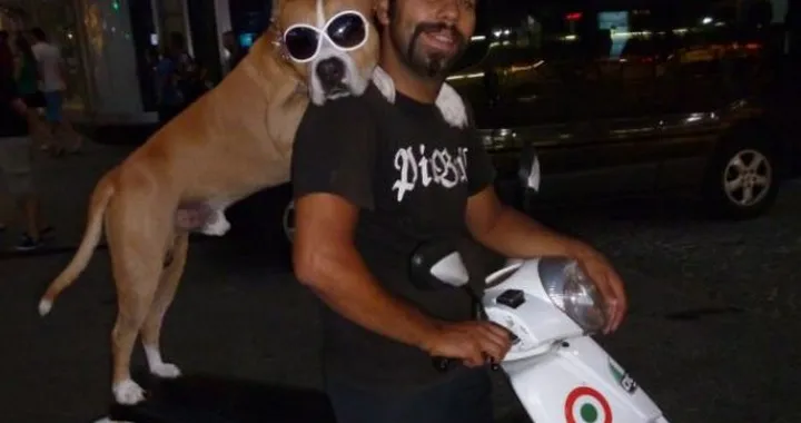 Foto del giorno: animali in scooter