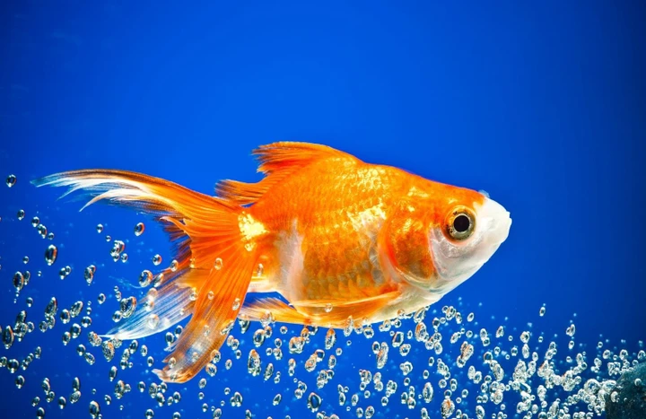 Guidare un'auto? Ci riesce anche un pesce rosso: l'incredibile scoperta