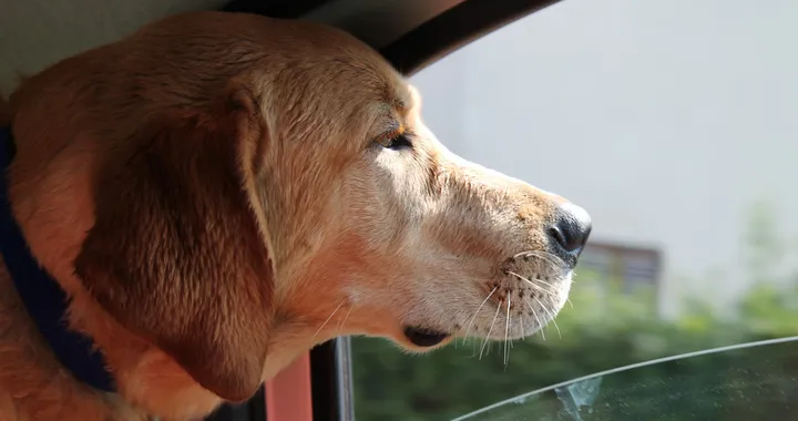 Animali in auto: come farli viaggiare bene