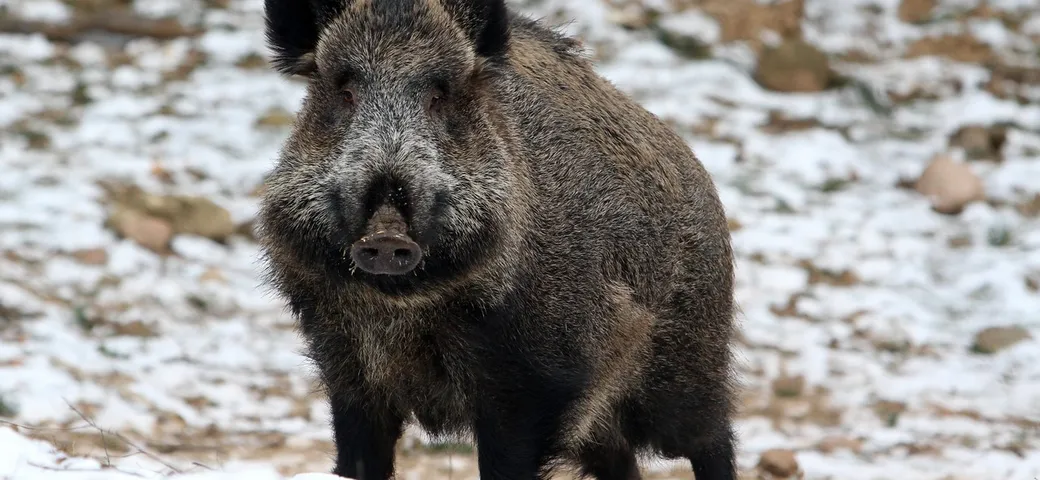 Investire un animale: cosa fare