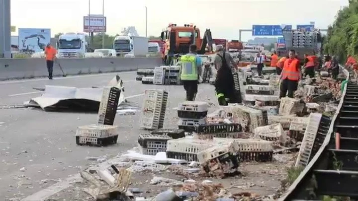 Austria: autostrada invasa dai polli