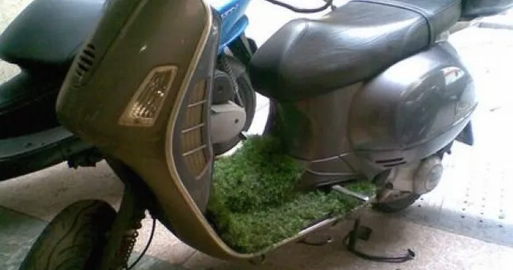 Foto del giorno: la vespa del vicino...