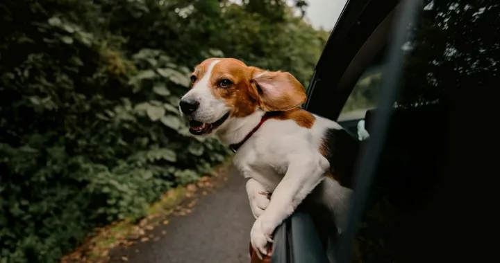 Assicurazione auto online: il rinnovo a febbraio è più conveniente con Verti