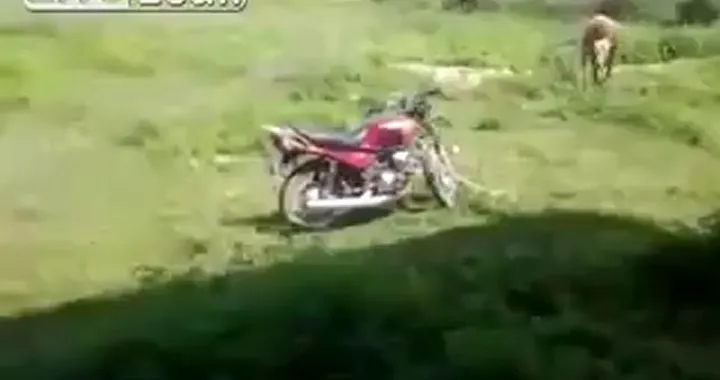 Moto e Toro amore a prima vista