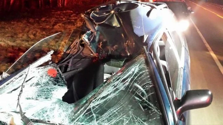 Lo scontro fra un'auto ed un alce