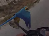 Scooter vs Pappagallo Macao: il video on-board dell'incredibile duello