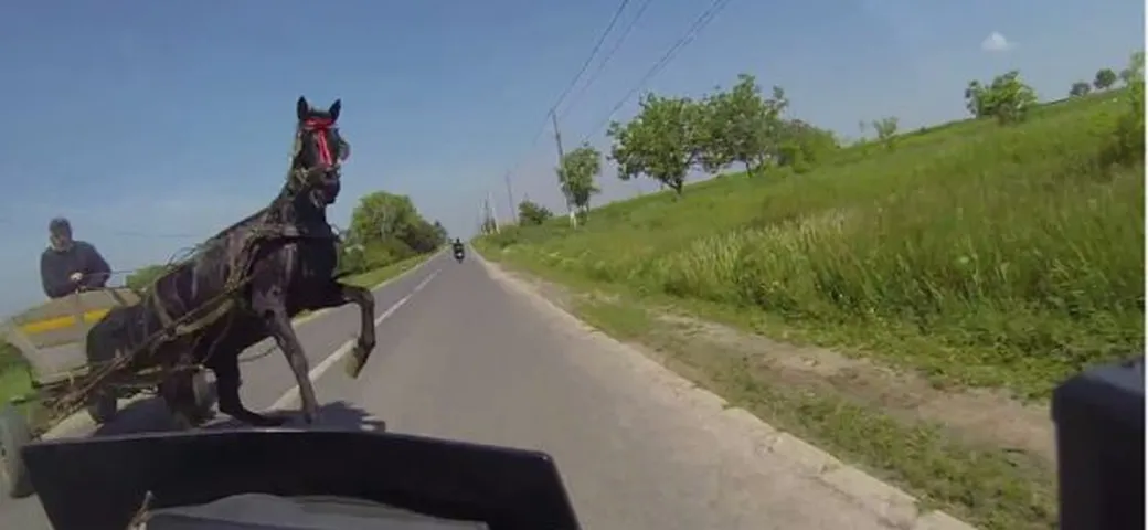 Motociclista rischia frontale con un cavallo [Video]