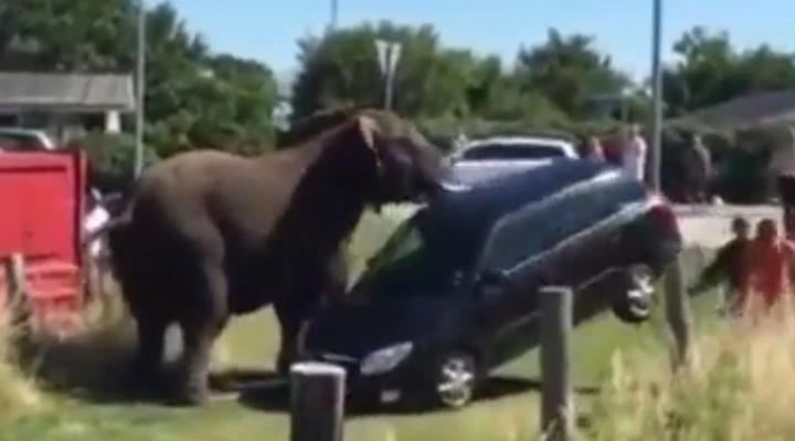 L'elefante arrabbiato spazza via la Škoda [Video]
