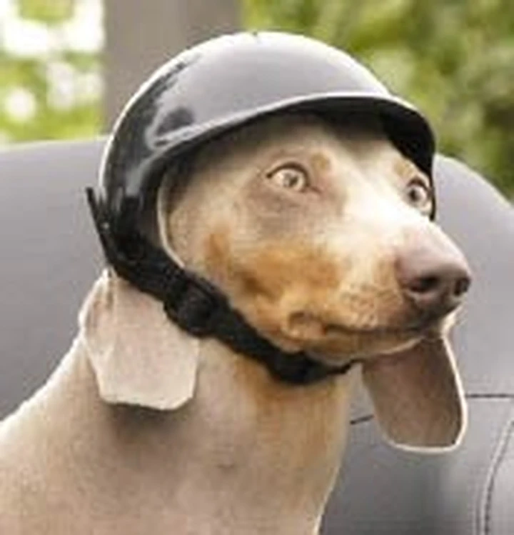 Fido mettiti il casco!