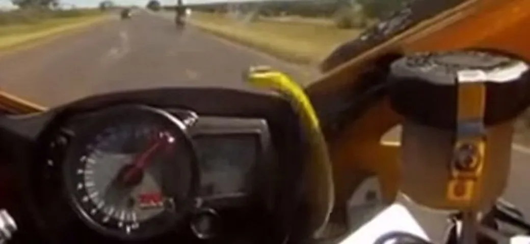 Serpente a 260 km/h su una Suzuki GSX-R [video]
