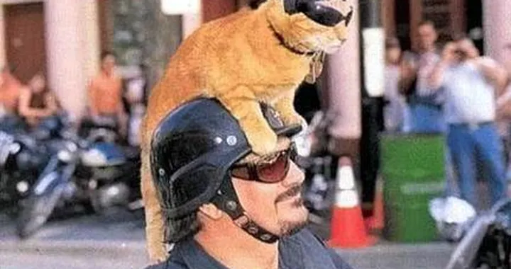 Foto del giorno: biker il padrone, più biker il gatto