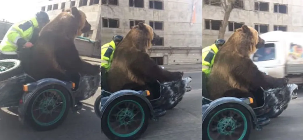 Only in Russia: in sidecar con un orso bruno!