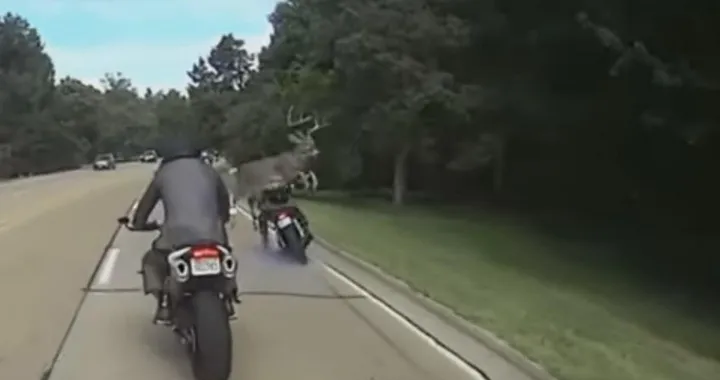 Motociclista cade per un colpa di un cervo [Video]