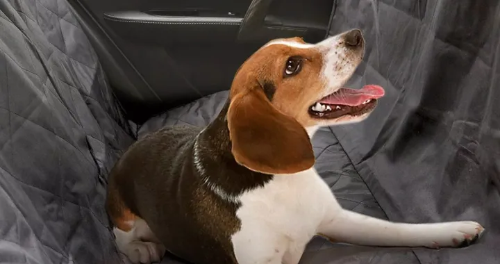 Cane in auto senza sporcare: con questo telo scontato risolvi il problema