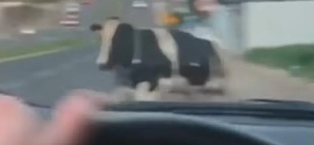 Pericoloso incidente con una mucca che attraversa la strada [Video]