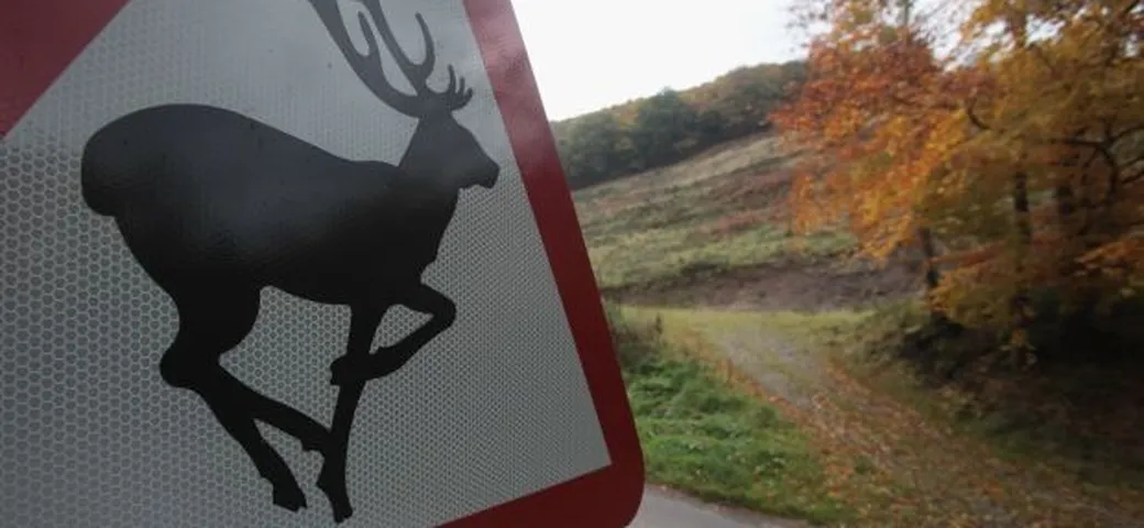 Investi ed uccidi un animale? In Michigan sarà permesso portarlo a casa