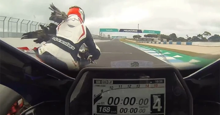 Phillip Island: un gabbiano in pista causa una caduta [Video]