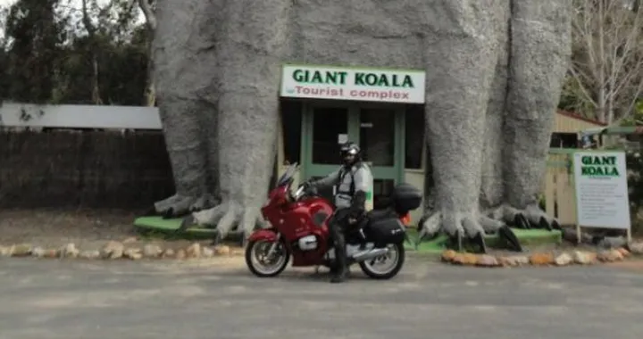 Foto del giorno: Koala Gigante in Australia