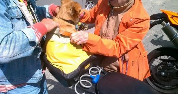 Foto del giorno: Cane mototurista