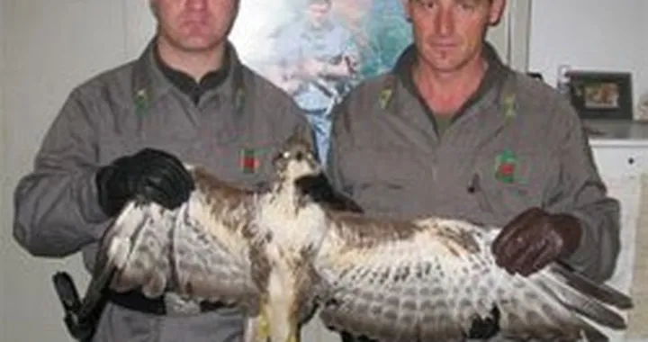 Incidente insolito: Poiana "investe" donna in scooter