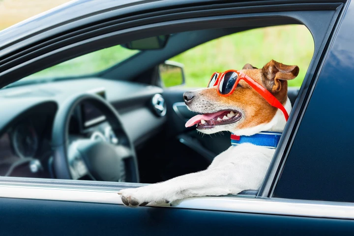 Il trasporto degli animali in auto: cosa prevede il Codice della Strada