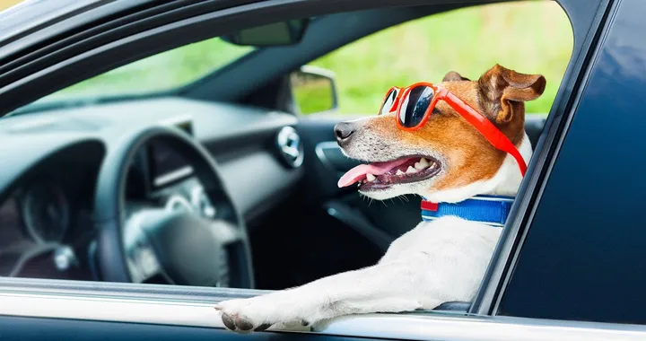 Il trasporto degli animali in auto: cosa prevede il Codice della Strada