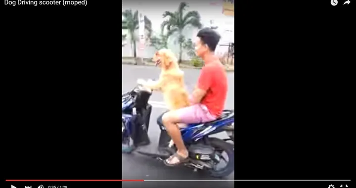 Cane con occhiali da sole guida uno scooter [Video]