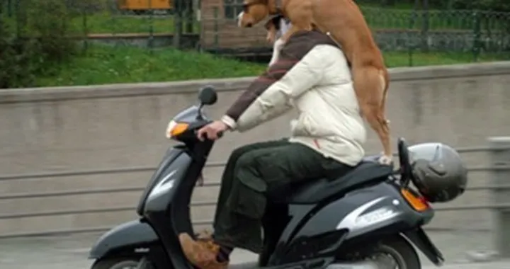 Foto del giorno: cane "in piedi" sullo scooter