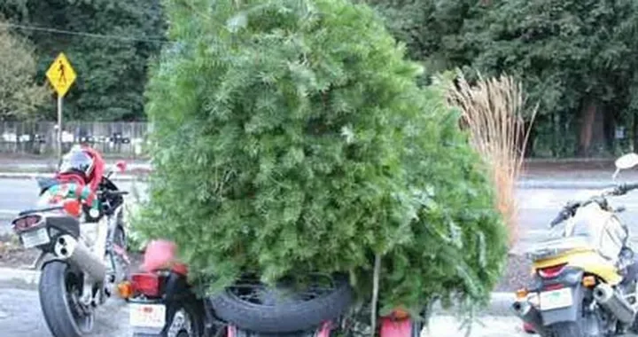 Foto del giorno: Come portare l'albero di Natale?