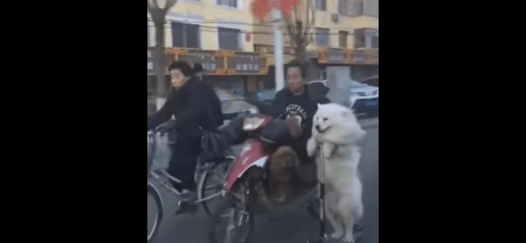 Cani a spasso con lo scooter [Video]