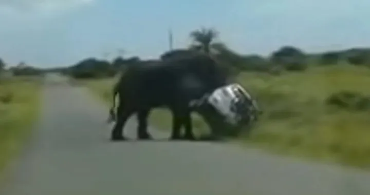 Elefante attacca un SUV nel parco e lo ribalta [Video]