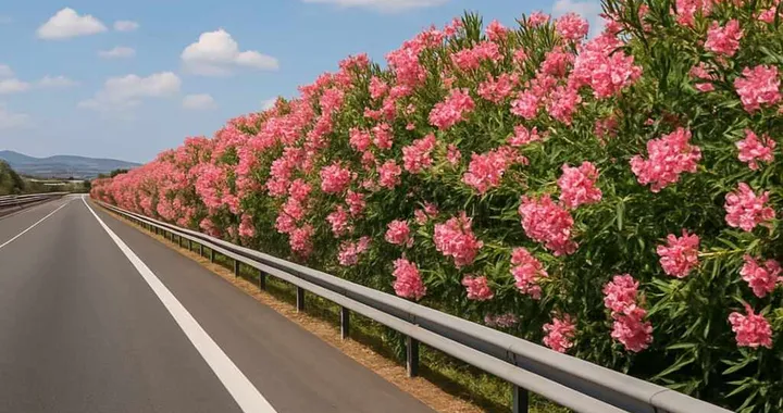 Perché sulle autostrade c’è proprio questa pianta? Non è stata scelta per bellezza