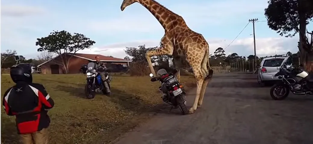Sofia, la giraffa che voleva andare in moto [Video]