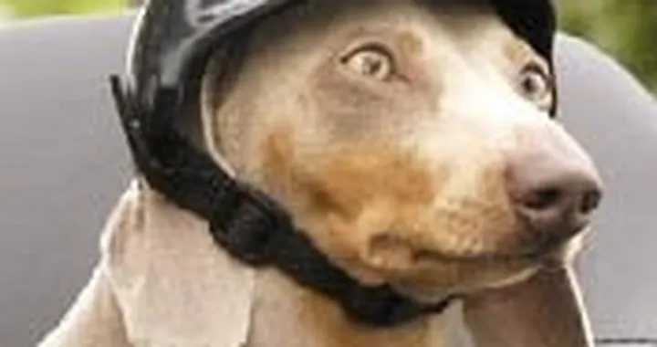 Fido mettiti il casco!