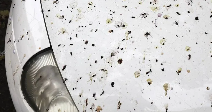 Perché gli uccelli sono attirati da certi colori di vernice: lo studio