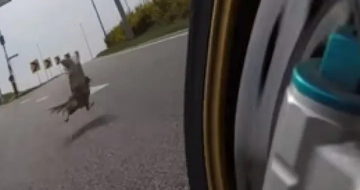 Fagiano salvo per un pelo [Video]