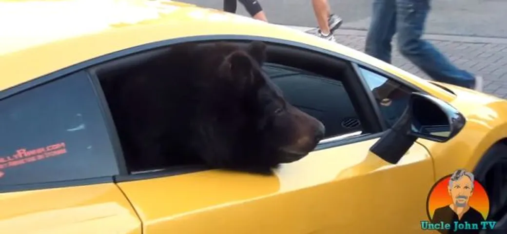Lamborghini Gallardo guidata da... un orso