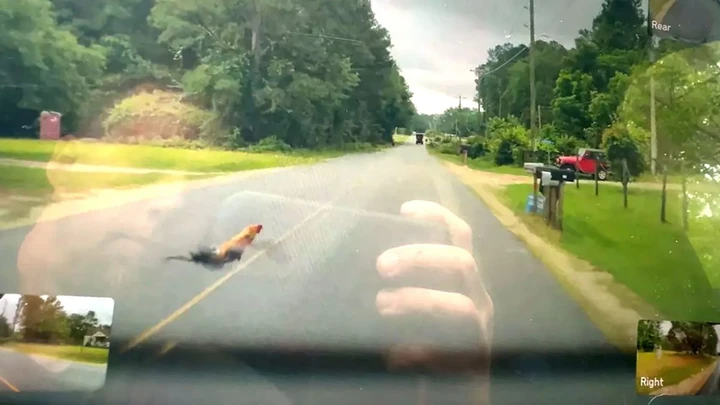 Tesla Cybertruck con la guida autonoma rischia di investire un animale