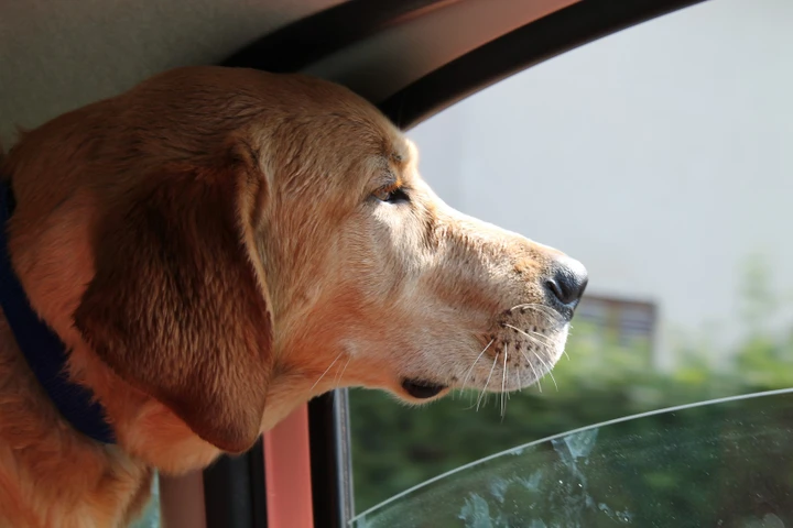 Animali in auto: come farli viaggiare bene