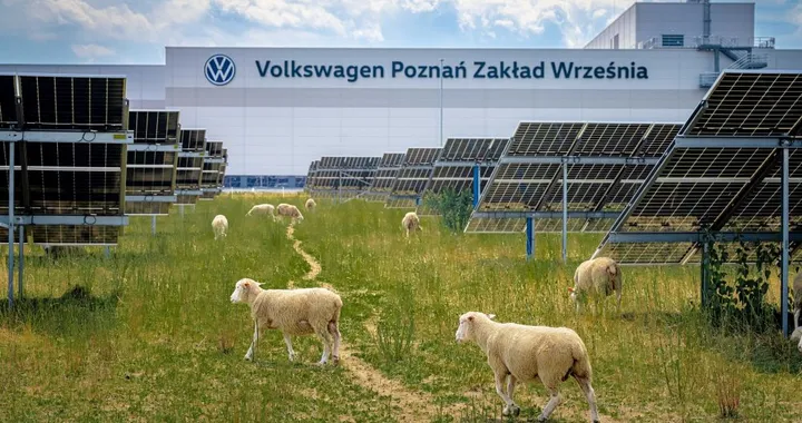 Volkswagen assume 100 pecore: gestiranno un impianto con 31.000 pannelli solari