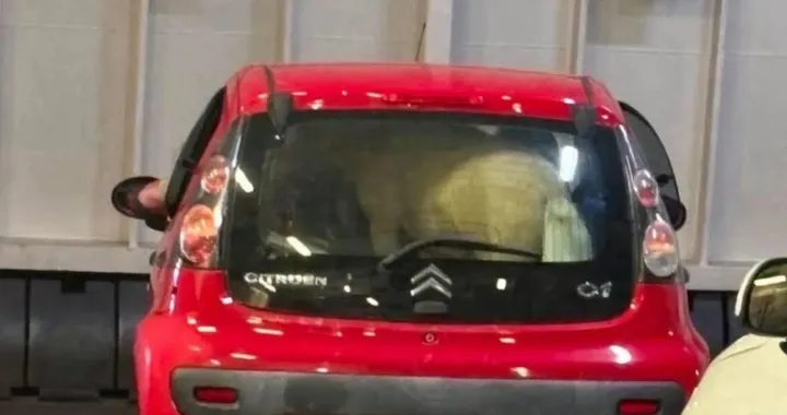 Pony trasportato su una Citroën C1, il video shock dal traghetto per Ischia