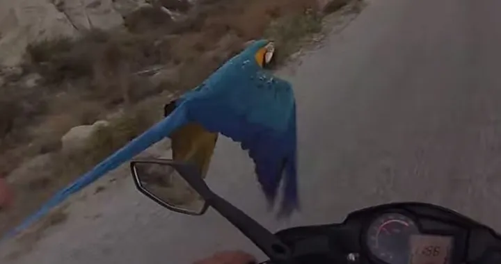Scooter vs Pappagallo Macao: il video on-board dell'incredibile duello