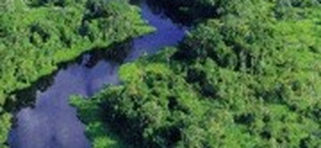 La foresta Volkswagen