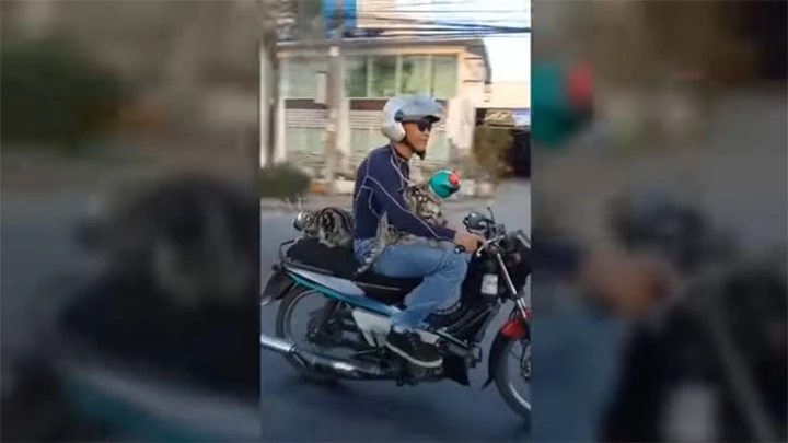 Gatti prudenti indossano il casco in moto [Video]