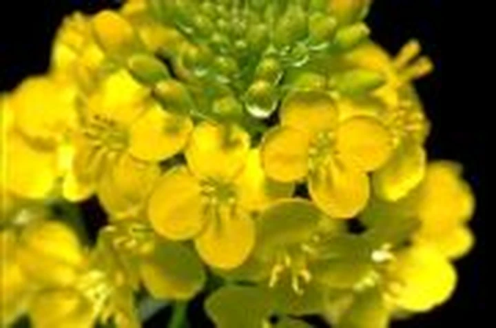 Olio di colza e biodiesel