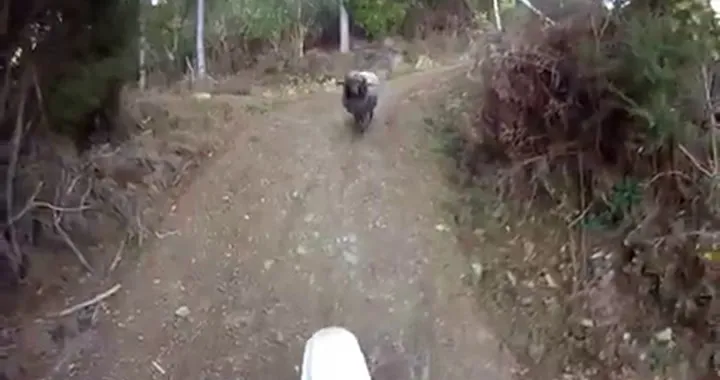 Motociclista attaccato da un ariete