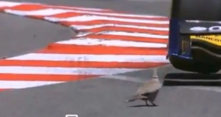 Il backflip di un piccione. Cose da GP2...