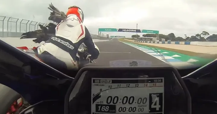 Phillip Island: un gabbiano in pista causa una caduta [Video]