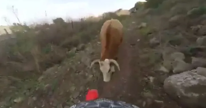 Animali che odiano le moto [Video]